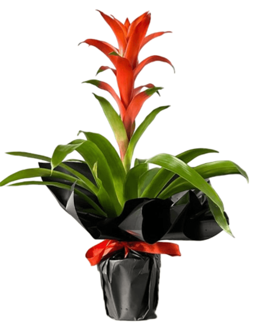 Guzmania Saksı Çiçeği